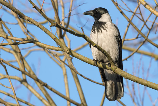 Nebelkrähe - Corvus cornix