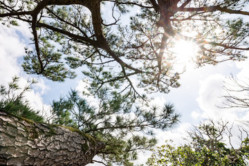 Pine, sunlight, landscape. Okinawa, Japan, Asia.