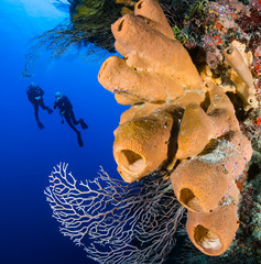 SCUBA divers exploring a deep, vertical coral wall.