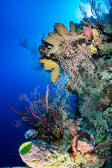 Thriving colorful corals on a tropical reef wall.