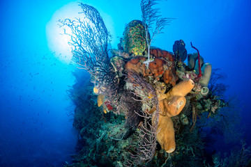 Thriving colorful corals on a tropical reef wall. © whitcomberd