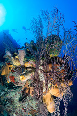SCUBA divers in silhouette above a color coral wall
