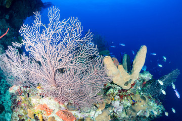 Sponges and fans on a tropical coral reef