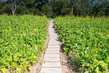 Fototapeta na wymiar rapeseed flower field