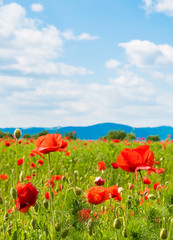 Beautiful poppy flowers on a meadow, in summer season