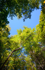 Ricketts Glen State Park