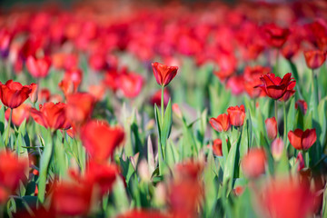 Fototapeta na wymiar tulip field