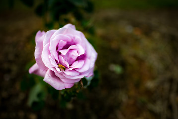 Rose. Okinawa, Japan, Asia.