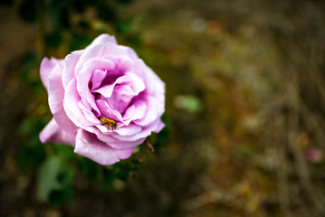 Rose. Okinawa, Japan, Asia.