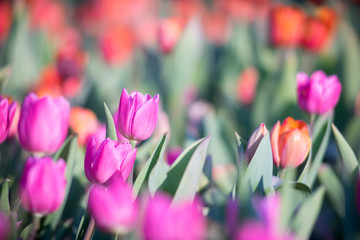 Obraz premium tulip field