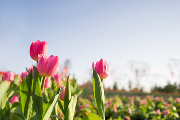 tulip field