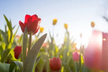 Fotobehang tulip field © victor217