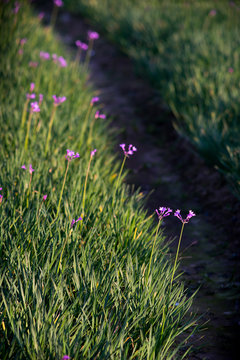 lawn with little purple flowers
