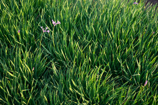 Fototapeta lawn with little purple flowers