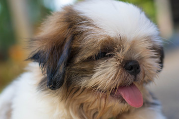 Shih Tzu puppies