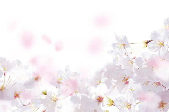 桜  花びら  たくさん  白
