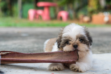 Shih Tzu puppies