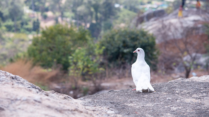 A dove on the top of the plateau looking other way. White dove also represent peace and purity