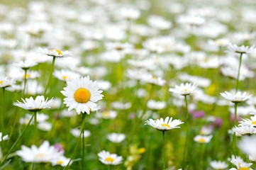 Beautiful, delicate, simple daisies in the open field.