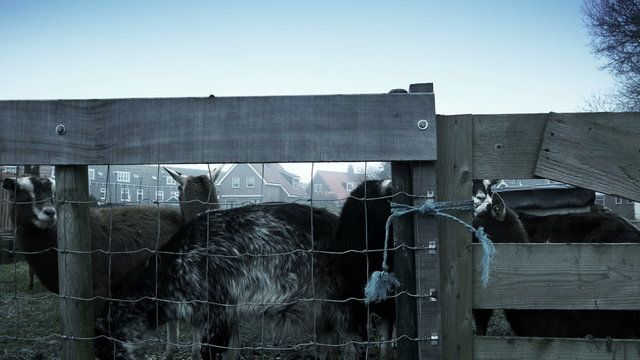 Goats in dutch historic town. Marken, The Netherlands 4K