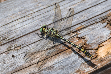 Kleine Zangenlibelle ♂ (Onychogomphus forcipatus) © mirkograul