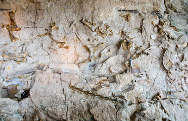 Dinosaur National Monument © Zack Frank