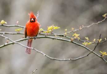 Red Cardinal Bird perched looking at the camera.