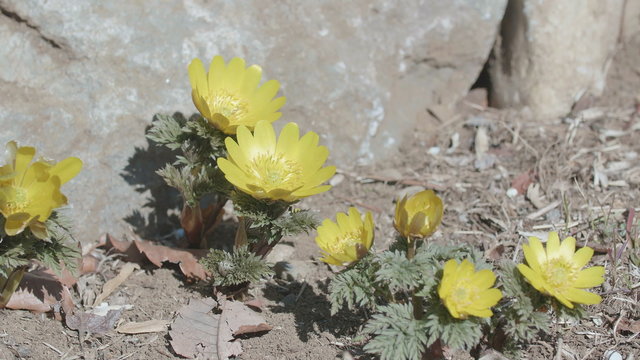 Flowers of Amur adonis,in Showa Memorial Park,Tokyo,Japan,Filmed in 4K