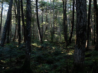 苔の森　もののけの森　原生林　根　シダ