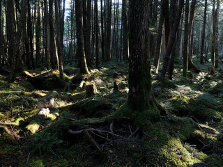 苔の森　もののけの森　原生林　根　シダ