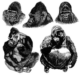 gorilla sketch isolated on white background. Pen drawing Illustration © gilbertc