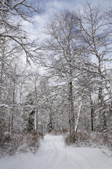 Road in beautiful winter forest. Winter landscape