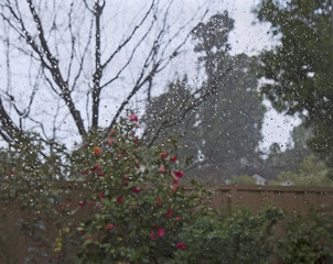 Spring rain in garden