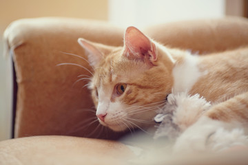 Portrait of a red striped cat with a toy.