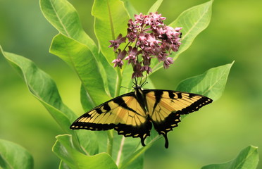Eastern Tiger Swallow Butterfly with wings spanned wide perched on milkweed flower