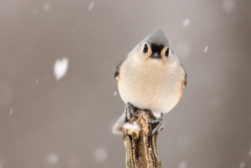 Tufted Titmouse perched in winter with heart shaped snowflake falling next to it