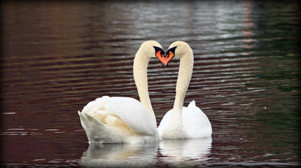 Swans forming a heart shape as they swim next to each other in beautiful reflective water