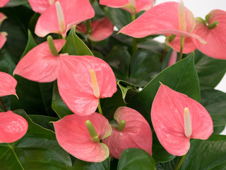 アンスリューム