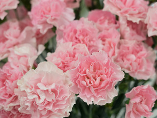 カーネーション