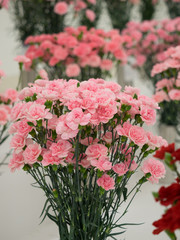 カーネーション