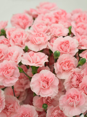 カーネーション