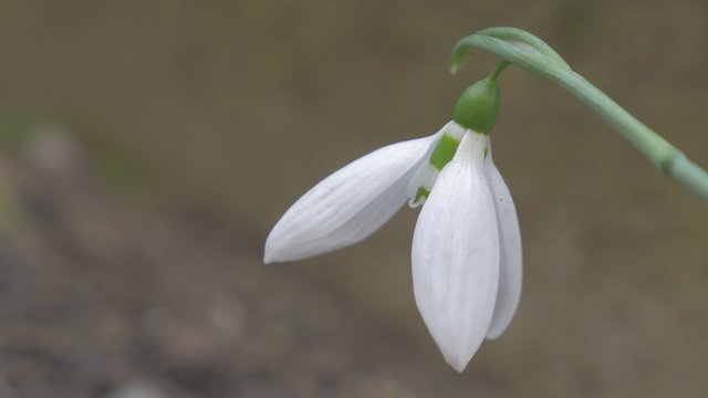 Elegant  snowdrop  flower in the garden shallow DOF  4K 2160p UHD natural footage - Galanthus nivalis snowdrop  plant natural environment outdoor 4K 3840X2160 UltraHD  video