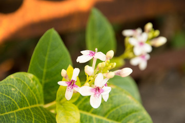Wrightia flowers