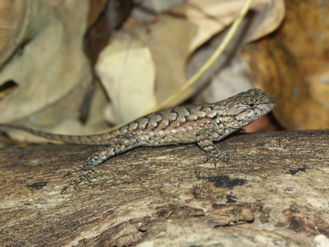 Fence Lizard (Sceloporus undulatus)