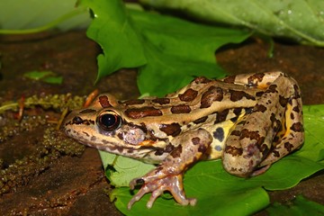 Fototapeta premium Pickerel Frog (Rana palustris)