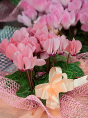 ラッピングしたシクラメン