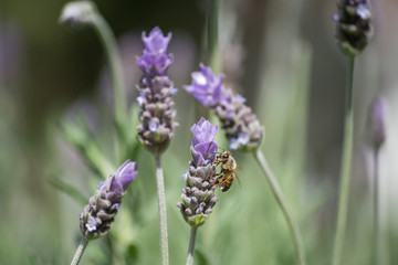 Cuatro flores y una abeja.