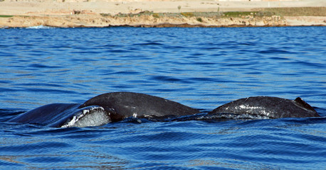 Fototapeta premium Mother Gray Whale Tail Fluke with baby in Cabo San Lucas Baja Mexico during the spring