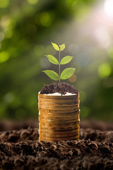 Money growing in soil