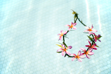 Handmade lei of frangipani, which floated in the pool-3